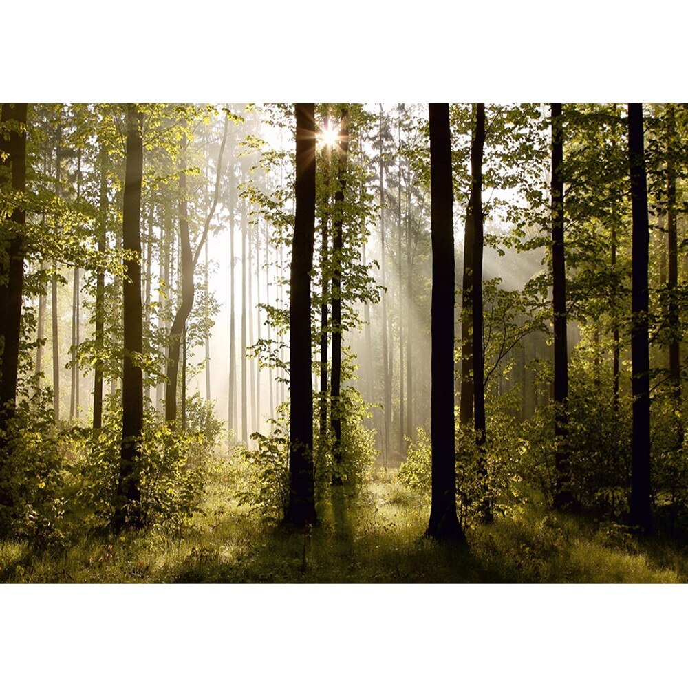 Fototapet Morning Forest - 360x254 cm - AG Design