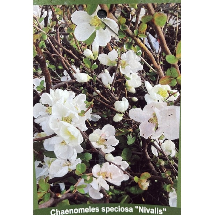 Gutui Japonez Chaenomeles speciosa Nivalis, Planta inradacinata, Ghiveci 2 L, 1 buc