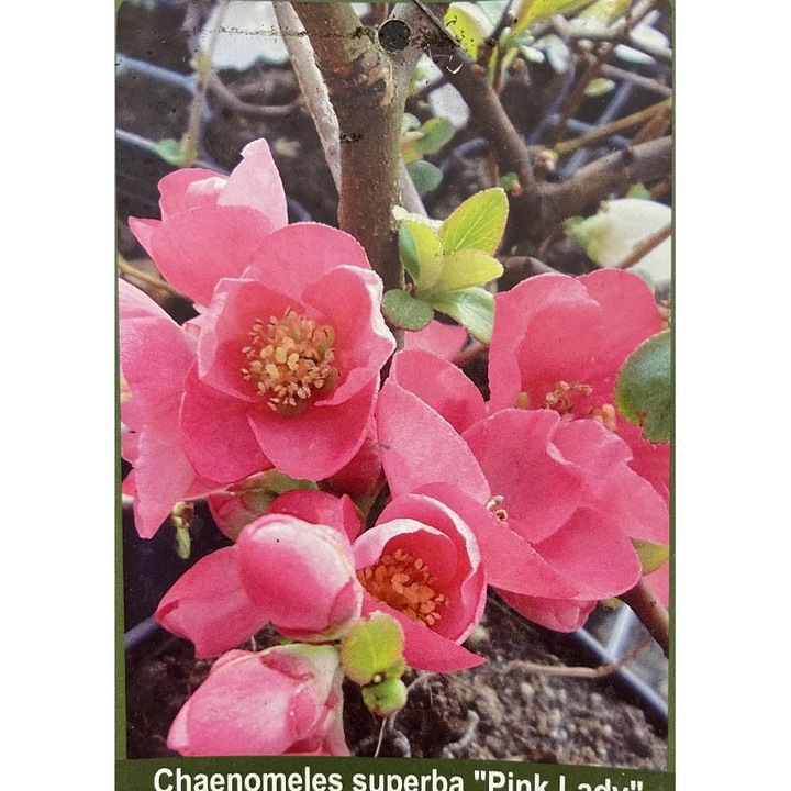 Gutui Japonez Chaenomeles superba Pink Lady, Planta inradacinata, Ghiveci 2 L, 1 buc
