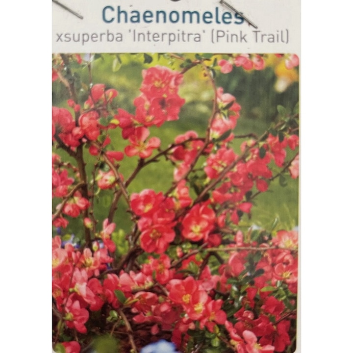 Gutui Japonez Chaenomeles superba Pink Trail, Planta inradacinata, Ghiveci 2 L, 1 buc