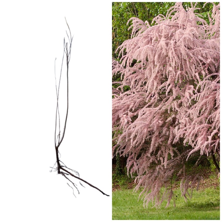 Arbust decorativ/ornamental Tamarix, catina rosie, 80-100 cm