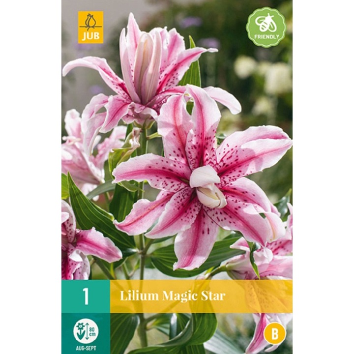 Liliom Asiatic Double Magic Star, Jub Holland, virághagyma, 1 darab