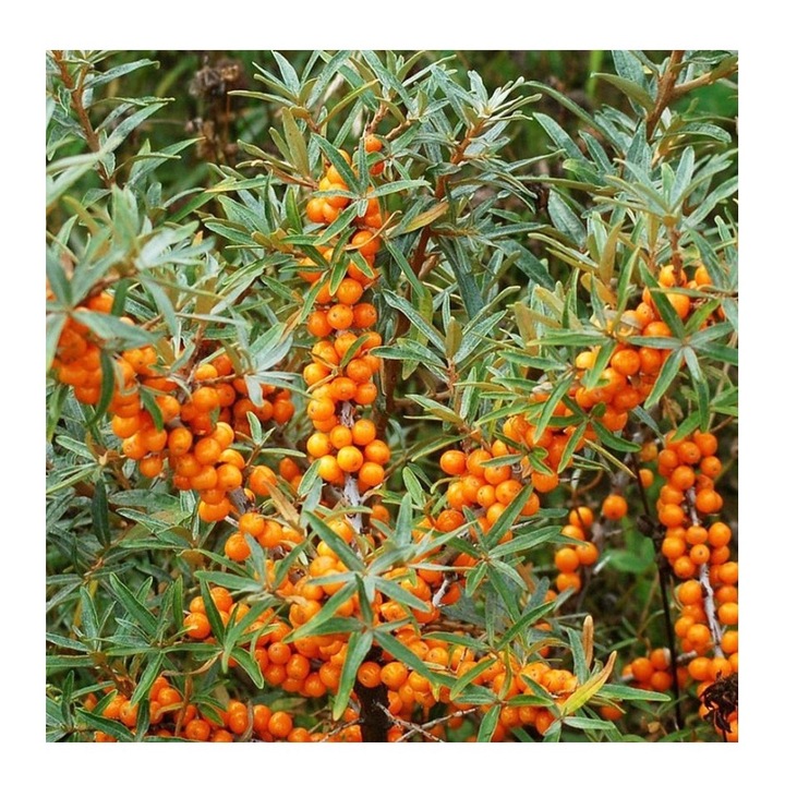 Planta Hippophae rhamnoides Friesdorfer Orange, Catina de Mare P9, ghiveci 9cm