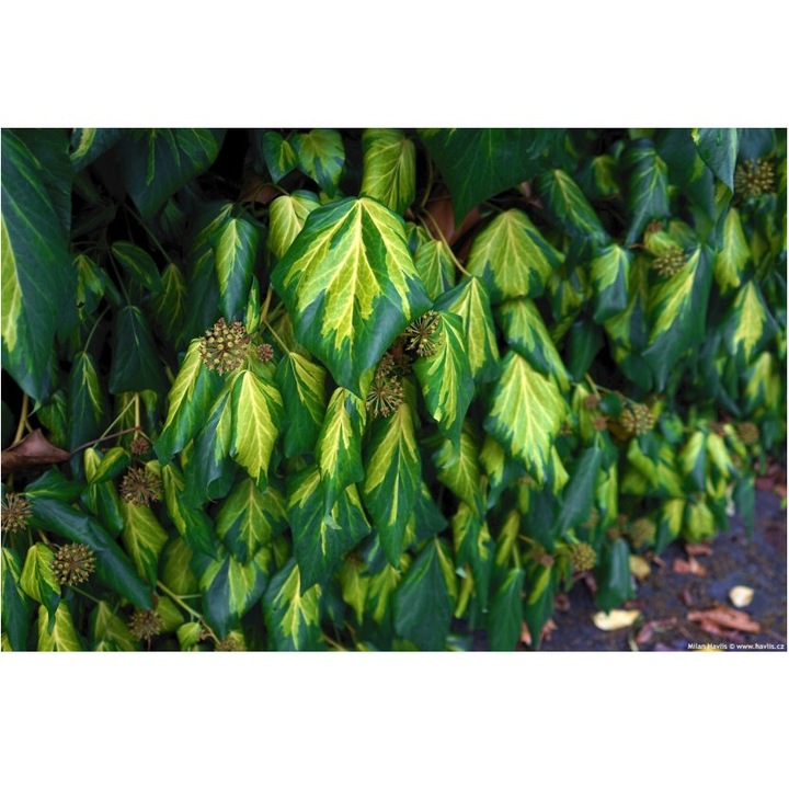 Planta Iedera, Hedera colchica Sulphur Heart P9, ghiveci 9cm