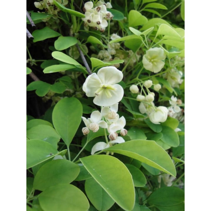 Planta Vita de ciocolata, Akebia quinata Alba P9, ghiveci 9cm