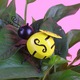 Decoratiune perete metalica albina, galben-negru, 14x11x6cm