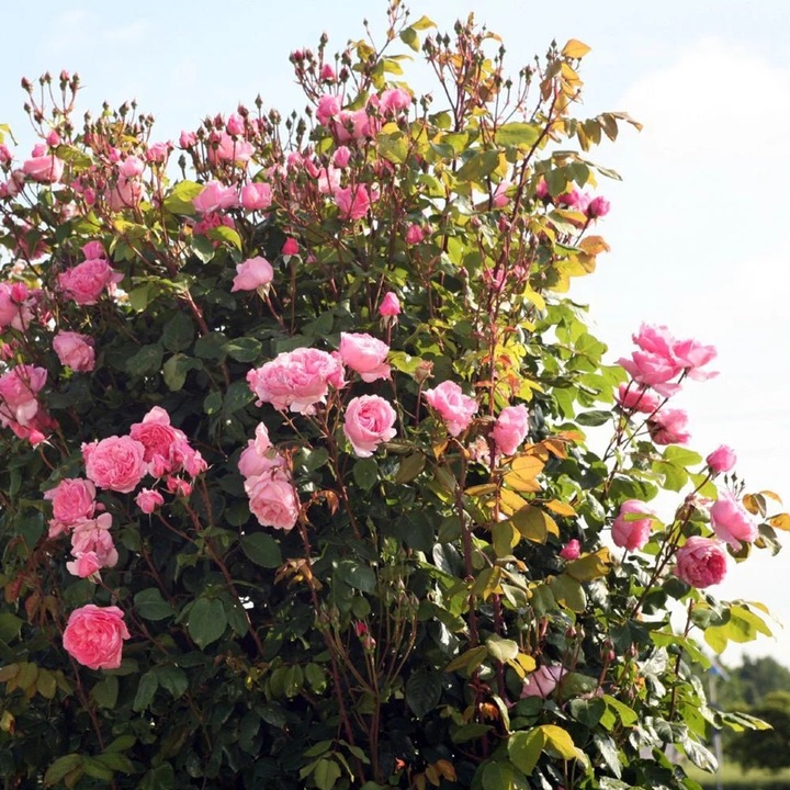 Trandafir Catarator roz-pur Kiss Me Kate, cu parfum intens de lamaie cu nuante de zmeura