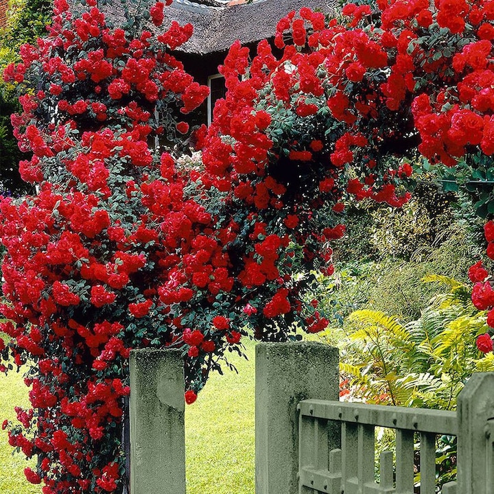 Trandafir Catarator rosu Scarlet Climber, inflorire repetata