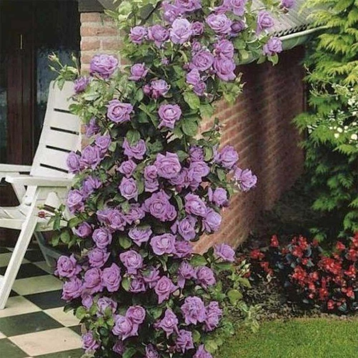 Trandafir Catarator indigo-liliachiu Indigoletta, parfum puternic