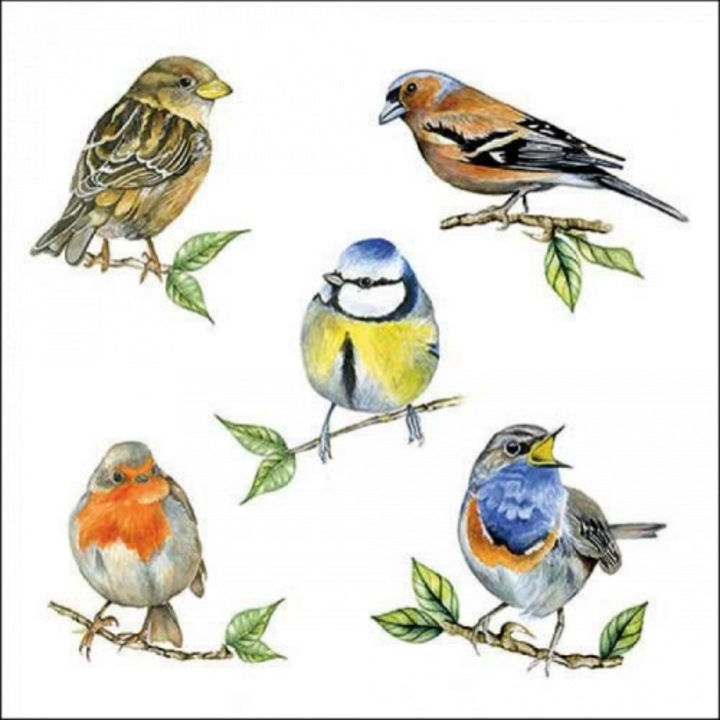 Ambiente Bird species servetel hartie alba 33x33cm, 20buc