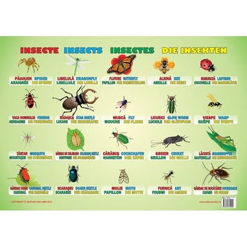 Insecte Insecte