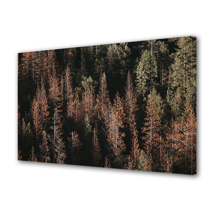 Tablou Canvas Peisaj de Toamna cu Copaci paraleli, 20 x 30 cm