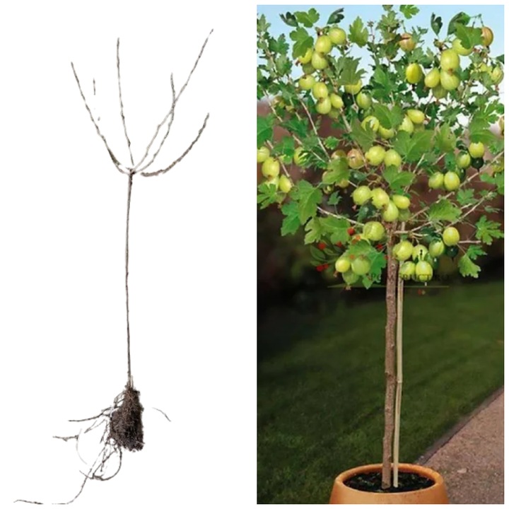 Agris verde/alb pomisor/copacel, port inalt, Rodnik, 120 cm, arbust fructifer pe rod