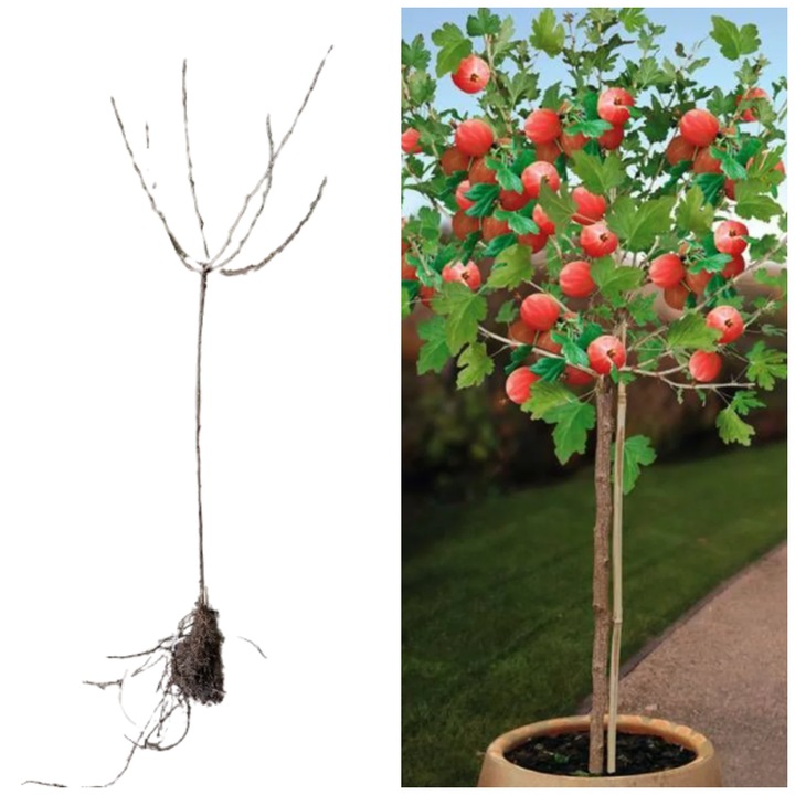 Agris rosu pomisor/copacel, port inalt, Hinnonmaki, 120 cm, arbust fructifer pe rod