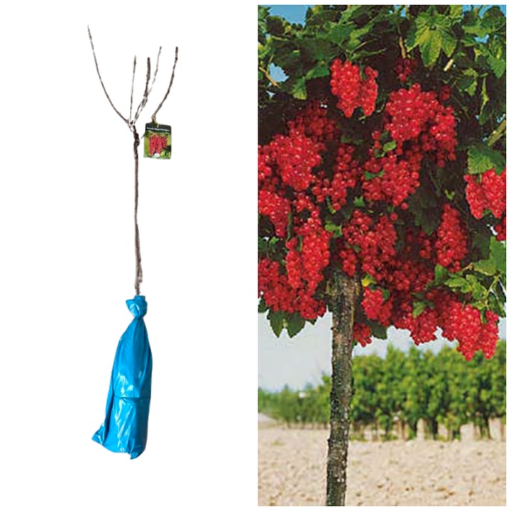 Coacaz rosu copac 120 cm, Rovada, arbust fructifer decorativ, ambalat in rumegus