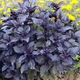 Bazsalikom magok "Dark Opal"