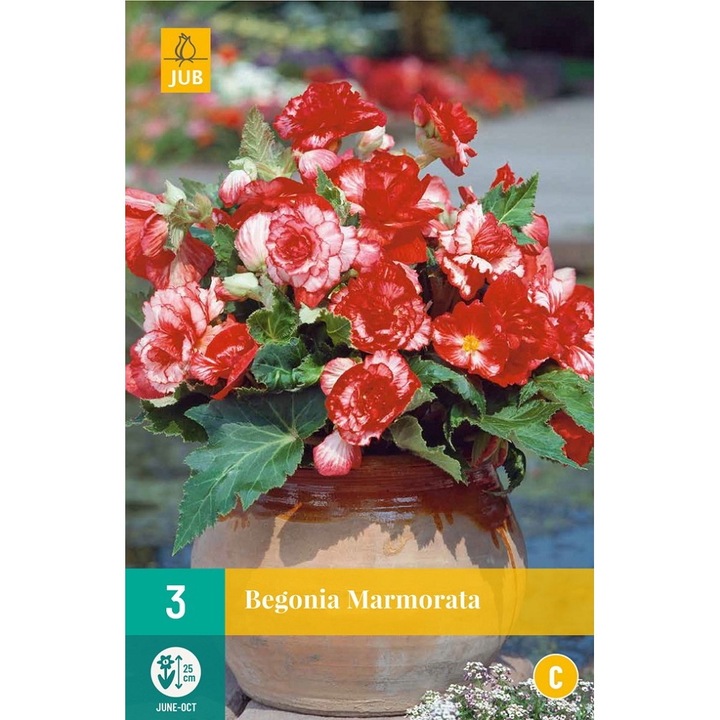 Begónia Marmorata, Jub Holland, virághagymák, 3 darab
