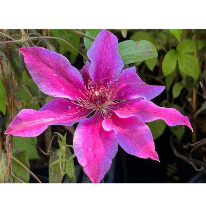 Planta Clematis Akaishi P9, ghiveci 9cm