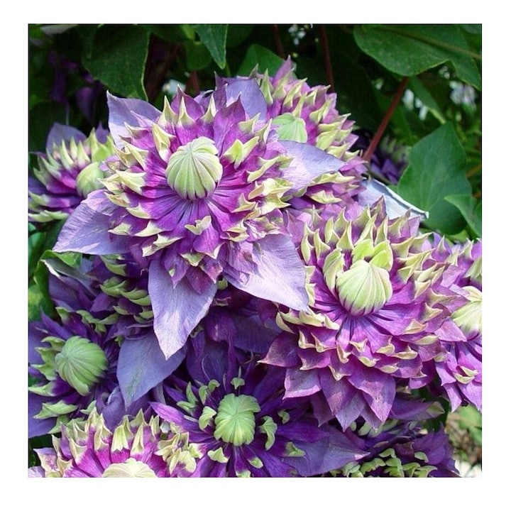 Planta Clematita Taiga PBR P9, ghiveci 9cm