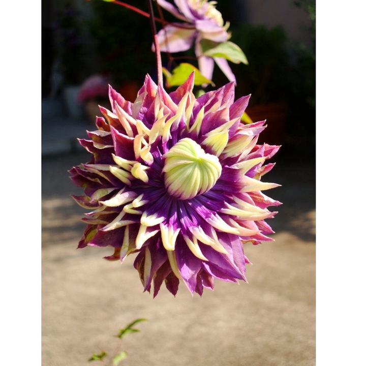 Planta Clematita Taiga PBR P9, ghiveci 9cm