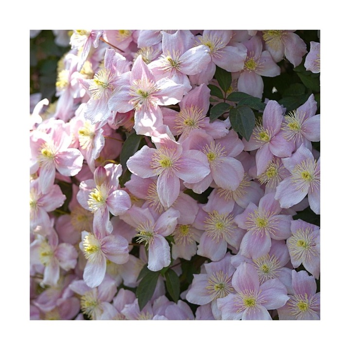 Planta Clematita montana Mayleen P9, ghiveci 9cm