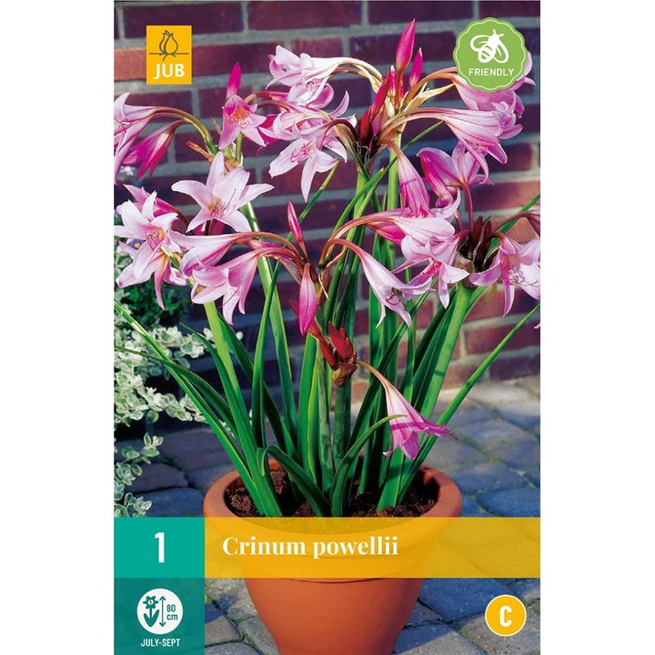 Crinum Powellii, Jub Holland, virághagymák, 1 darab