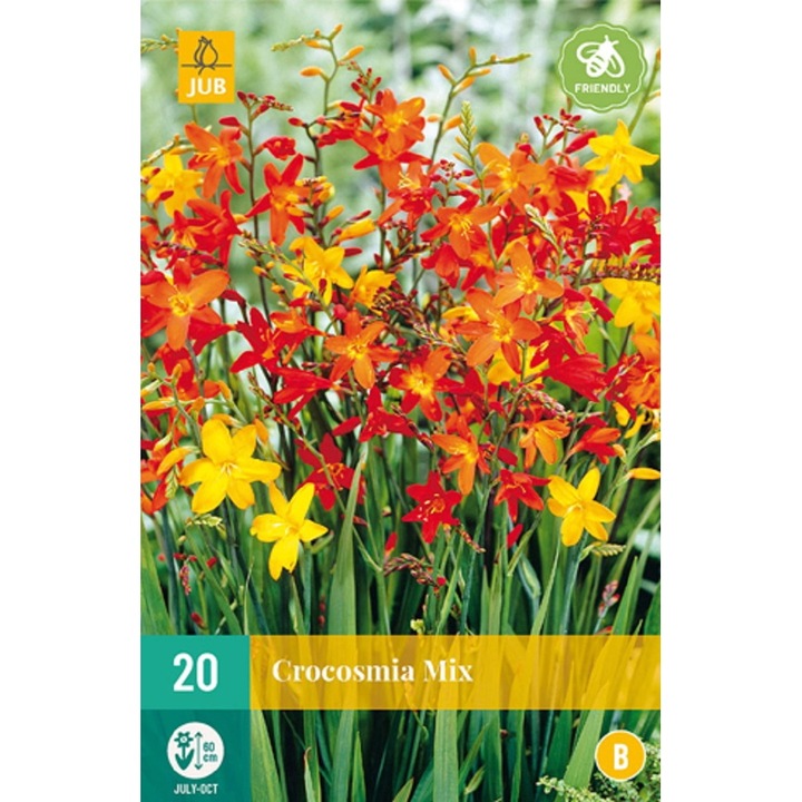Füzéres Sáfrányfű Crocosmia Mix, Jub Holland, virághagymák, 20 darab