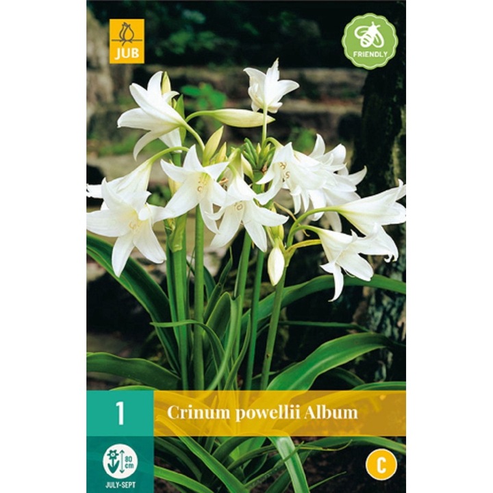 Crinum Powellii Album, Jub Holland, virághagymák, 1 darab