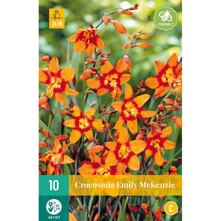 Füzéres Sáfrányfű Crocosmia Emily Mckenzie, Jub Holland, virághagymák, 10 darab