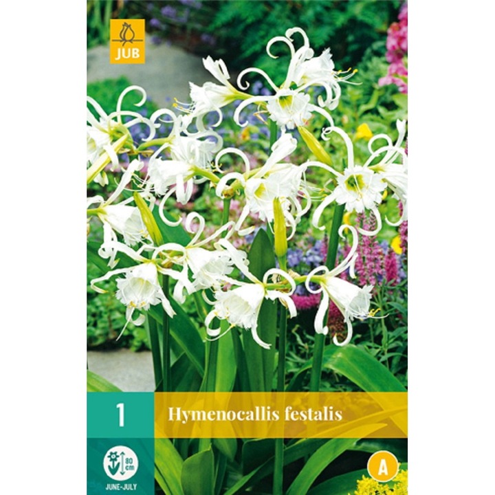 Hymenocallis Festalis, Jub Holland, virághagymák, 1 darab