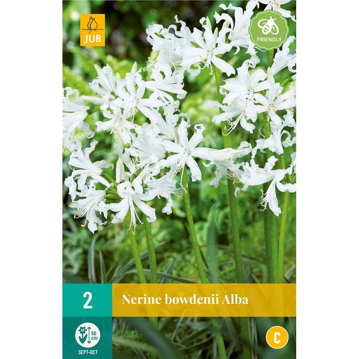 Nerine Bowdenii Alba, Jub Holland, virághagymák, 2 darab