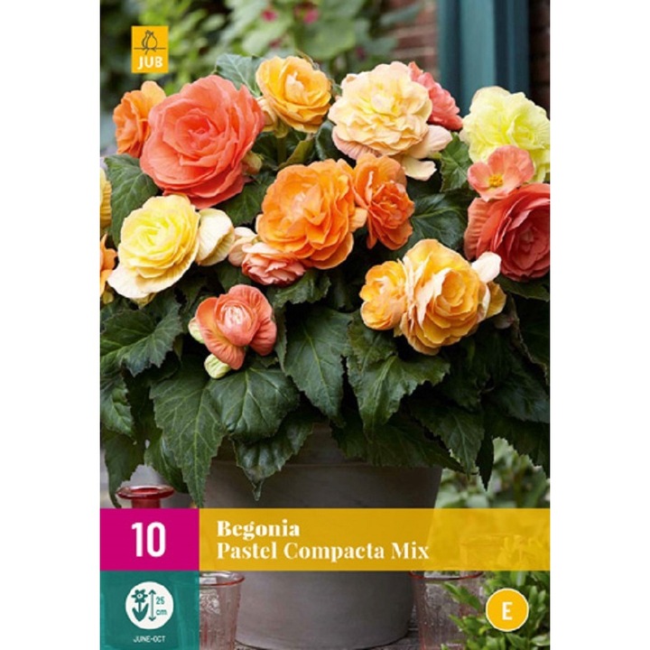 Begónia Pastel Compacta Mix, Jub Holland, virághagymák, 10 darab