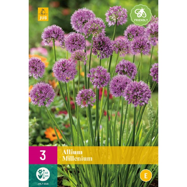 Allium Millenium, Jub Holland, virághagymák, 3 darab