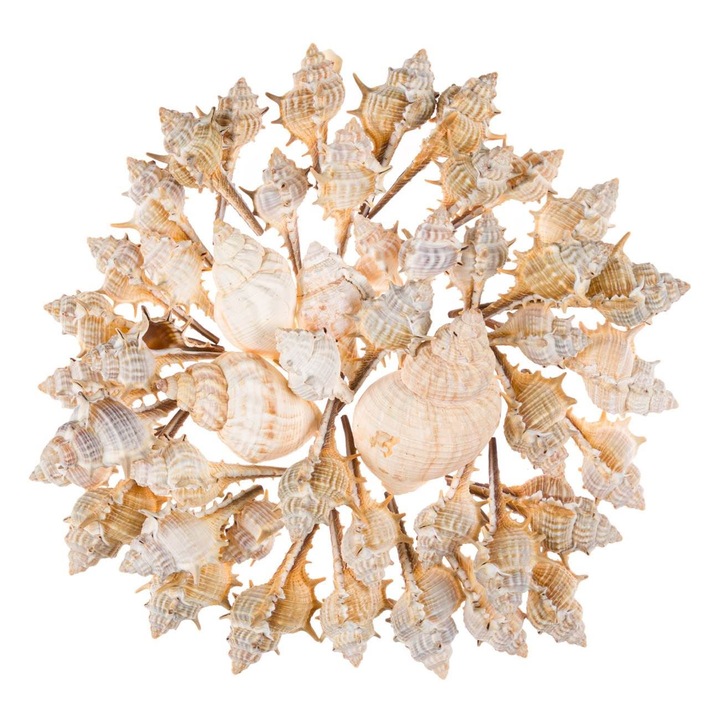 Scoici decorative albe 400g