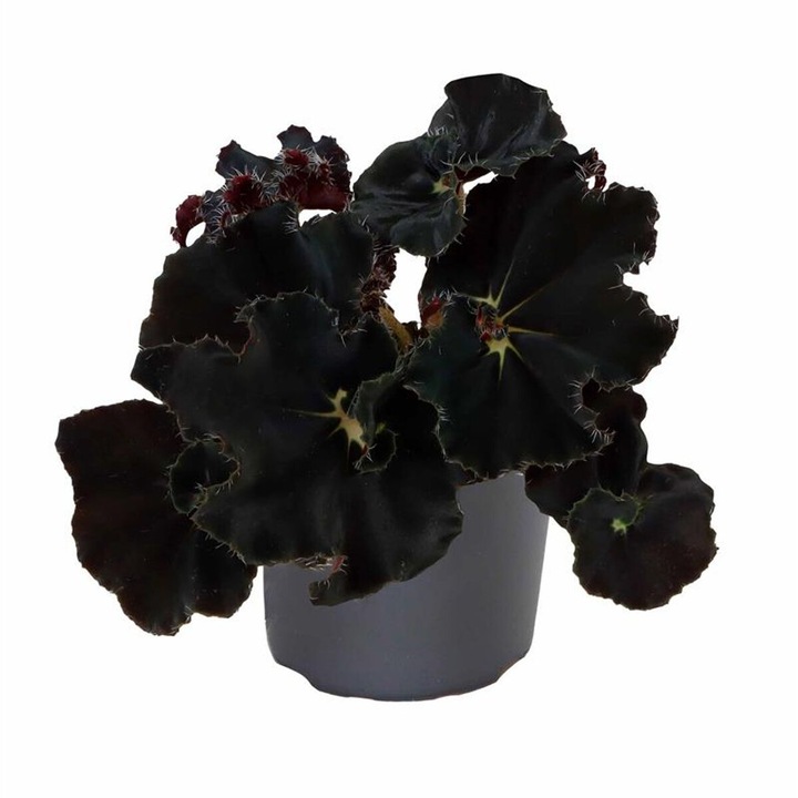 Planta naturala de interior Begonia MAGIC COLOURS DARK MAMBO D6