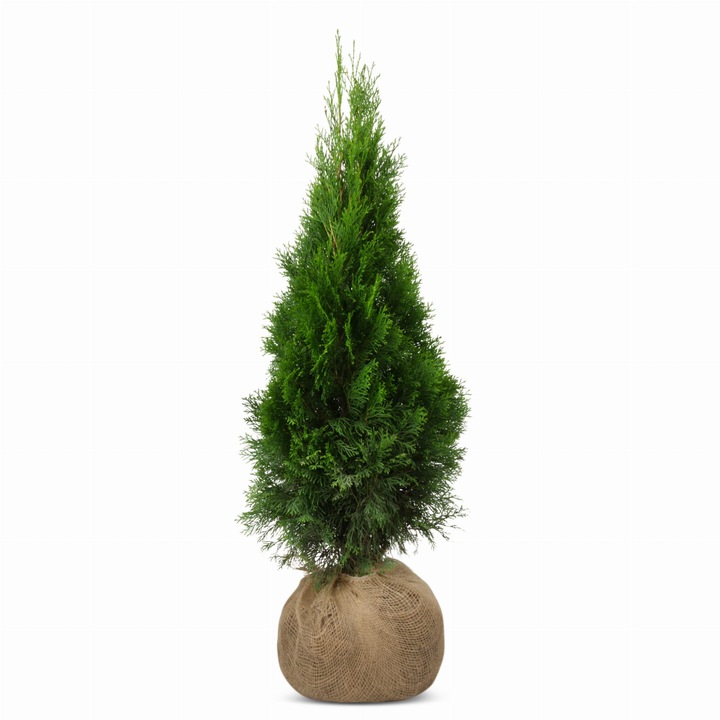 Set 20 arbori ornamentali tuia Iglaco, 120-130 cm, verde, pentru gard viu
