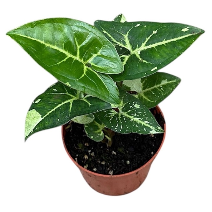Planta naturala de interior Syngonium 'Panda' D10.5