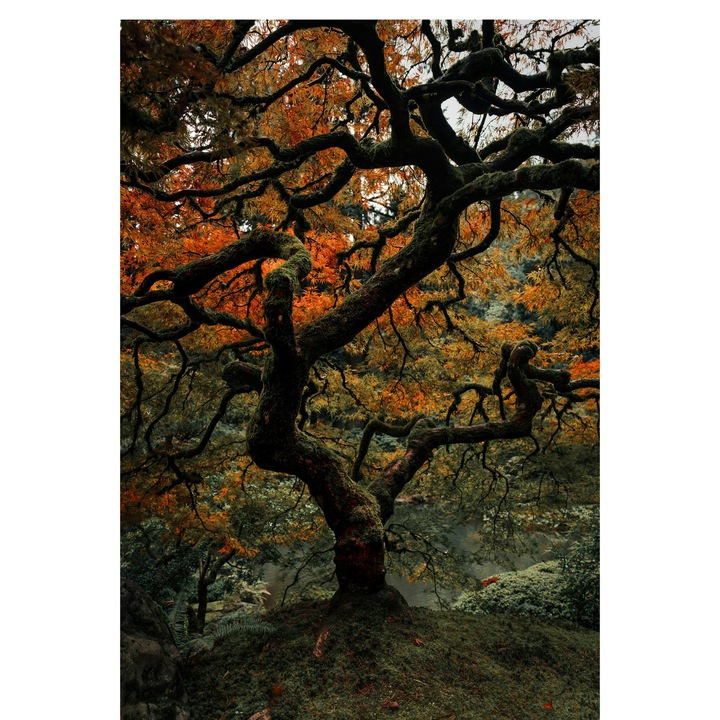 Картина на платно "Есенни танци сред зелени клони", 39x54см