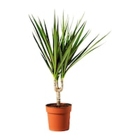 Dracaena Marginata - purifica aerul + vas decorativ