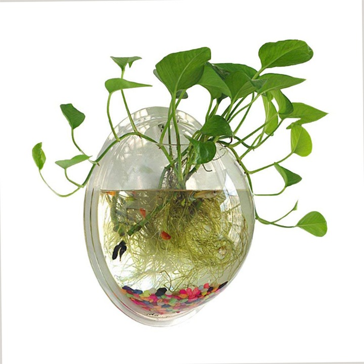 Acvariu perete acrilic transparent 11.6x11.6x5inch 1 galon