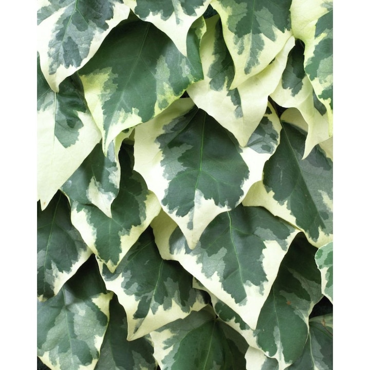 Planta Iedera, Hedera colchica Dentata Variegata P9, ghiveci 9cm
