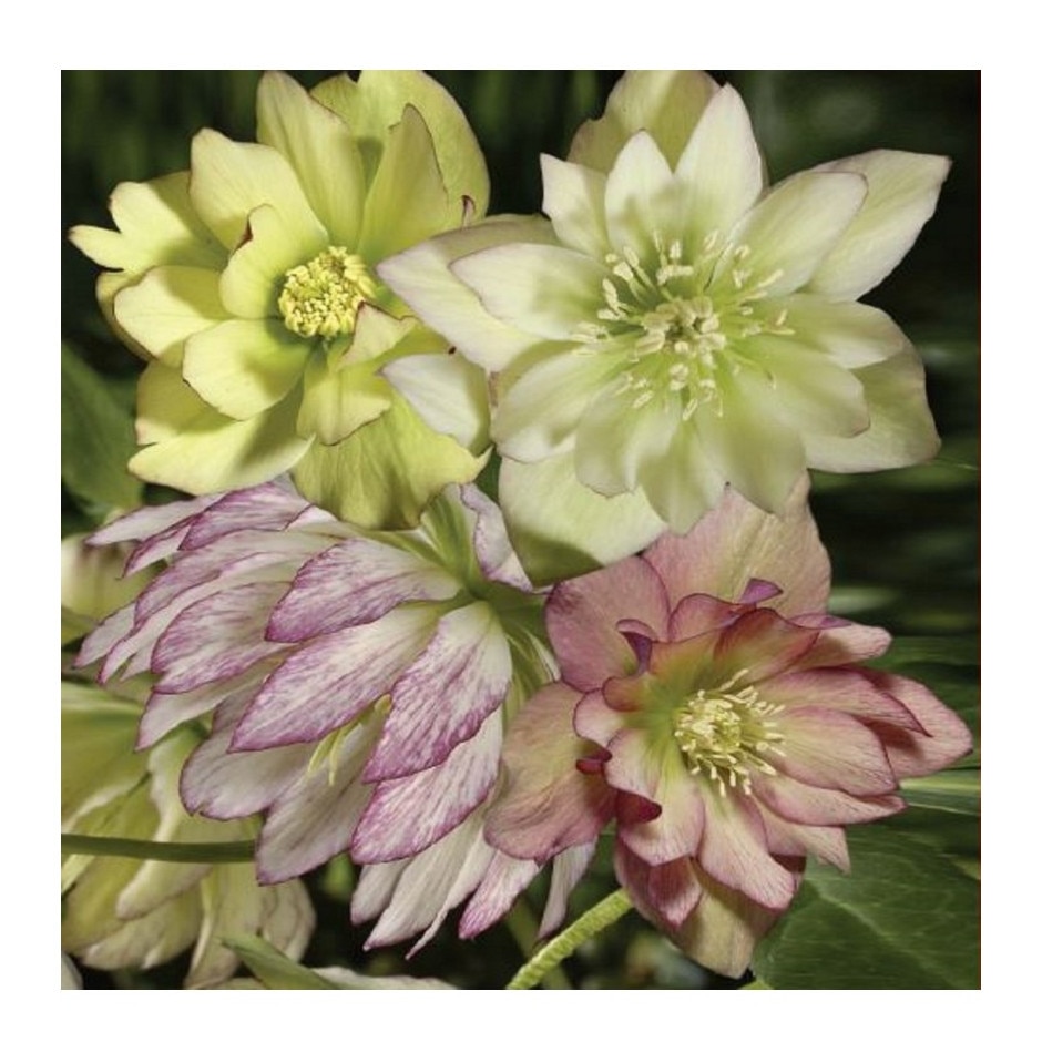 Planta Spanz, Helleborus EB 'Party Dress', Botanical, roz, ghiveci 10cm -  eMAG.ro