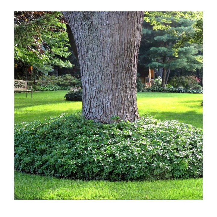 Planta Pachysandra terminalis Green Carpet P9, ghiveci 9cm