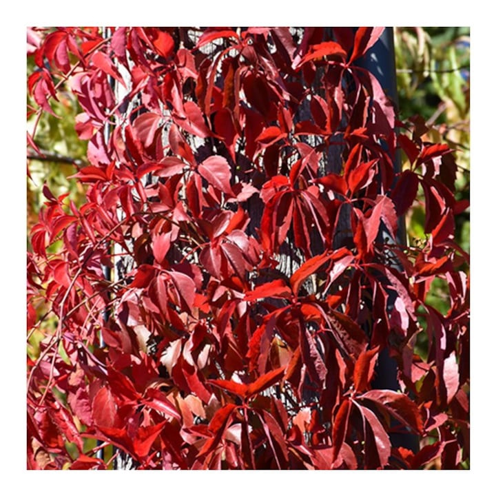 Planta Vita de Canada, Parthenocissus REDWALL® Troki P9, ghiveci 9cm