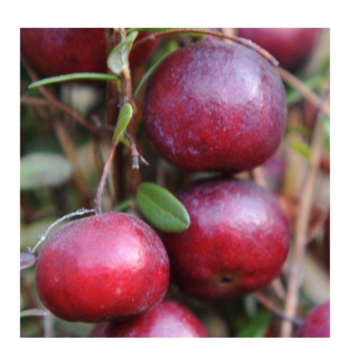 Planta Merisor, Afin American, Vaccinium macrocarpon Early Black P9, ghiveci 9cm