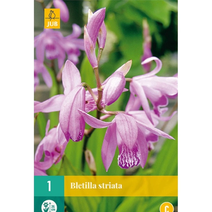 Rizom de radacina, Orhidee de Gradina Bletilla Striata, Jub Holland, 1 buc
