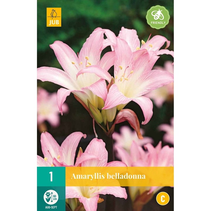 Hollandica, Amaryllis Belladona, virághagymák, 1 darab