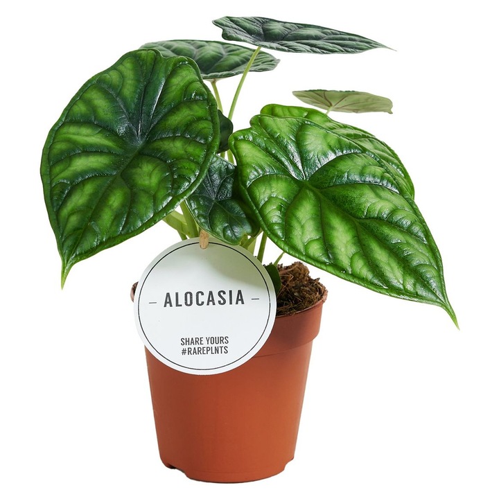 Planta naturala de interior Alocasia 'Dragon Scale' D6