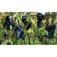 Vin Rosu, Cadetto Montepulciano d'Abruzzo DOC, 0.75 l