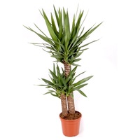yucca 2 tulpini h90 cm - arborele vietii imagen 7_0_
0
